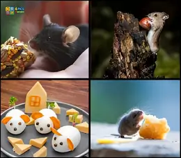 4 Pics 1 Word gameplay featuring a dark mouse eating, a mouse on a tree stump with a nut, egg-shaped snacks made to look like mice, and a small mouse with cheese.