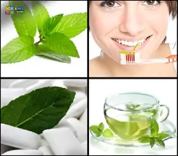 4 pics 1 word level 32 Answer MINT