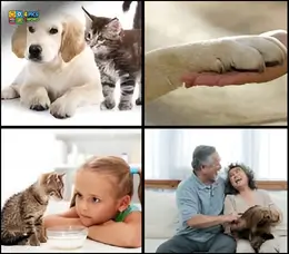 4 pics 1 word level 6 answer clues showing a puppy and kitten together, a dog paw shaking hands, a young girl with a cat, and an elderly couple laughing with their dog.