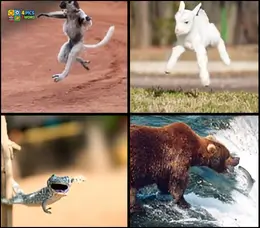 4 Pics 1 Word Level 68 gameplay with a leaping lemur, a jumping baby goat, a small lizard, and a bear catching fish.