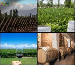 4 Pics 1 Word Level 73 Answer with grapes wine bottles and vineyard scenes